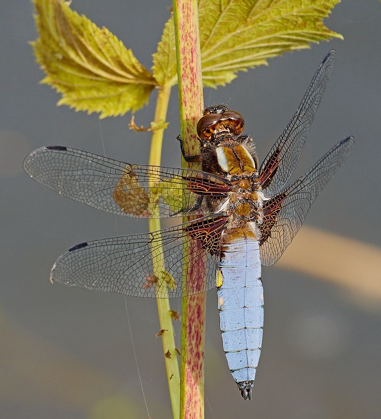 Papatong Libellula depressa, jalu