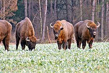 The wisent, one of Poland's national animals, is commonly found at the ancient and UNESCO-protected Bialowieza Forest. 2020 zubry 03.jpg