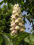 Aesculus hippocastanum flowers.jpg