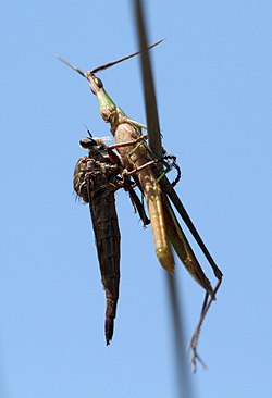 Alcimus sp. aliyekamata panzi wa jenasi Acrida nchini Afrika Kusini