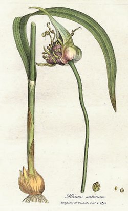 http://upload.wikimedia.org/wikipedia/commons/thumb/3/39/Allium_sativum_Woodwill_1793.jpg/250px-Allium_sativum_Woodwill_1793.jpg