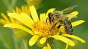 Апыленне з дапамогай меданоснай пчалы (Apis mellifera)