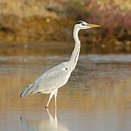 Graureiher (Grey heron)