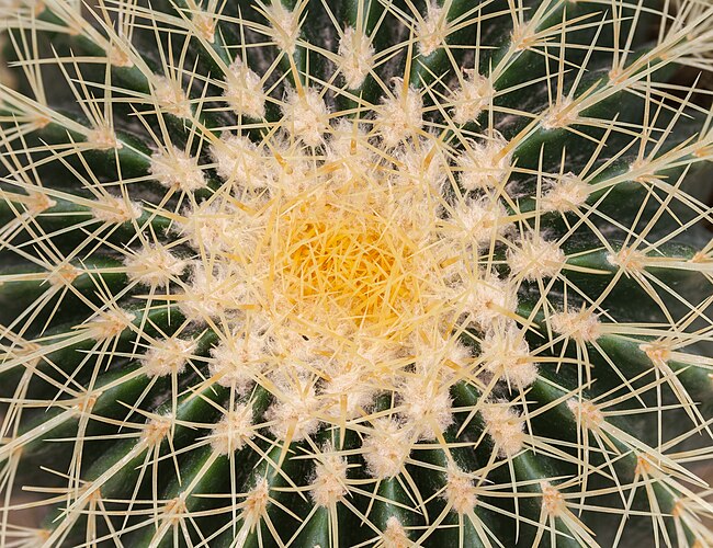 Эхинокактус Грузона (Echinocactus grusonii) в ботаническом саду Мюнхена