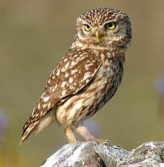 Little owl