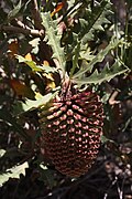 Banksia aculeata