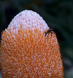 genus banksia