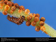 Pipevine swallowtail eggs with vertical stripes