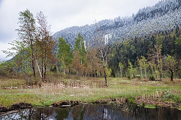 Moorbirken im Biotop Im Moos Reuthe