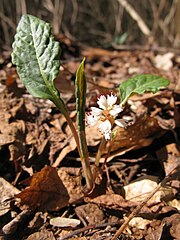 花茎は葉より低いか同じ高さになる。