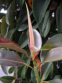 A dísznövényként közismert fikuszok (Ficus sp.) is az eperfafélék családjába tartoznak