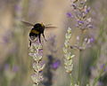 Bombus terrestris в Греции