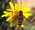 Mosca da família Bombyliidae, Villa sp.