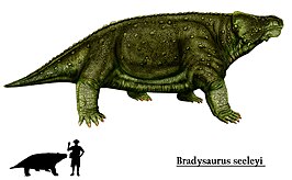 Bradysaurus