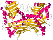 Разветвленная цепь Aminotransferase.png