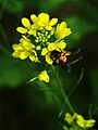 Brassica juncea gullari