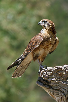 Falco berigora í Victoríu, Ástralíu