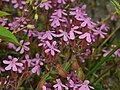 Saponaria ocymoides.