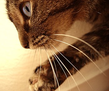 English: Cats Whiskers