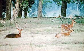 Kanha is the last refuge of the rare hard ground barasingha