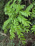 Feuilles de Clausena anisata