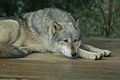A wolf at Colchester Zoo