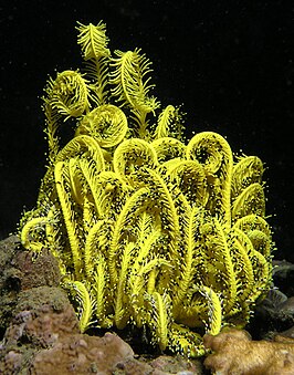 Comaster schlegelii