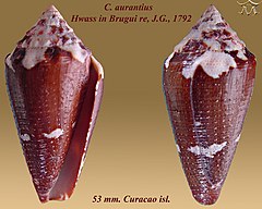 Description de l'image Conus aurantius 1.jpg.