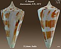 Conus bayani Jousseaume, F.P., 1872