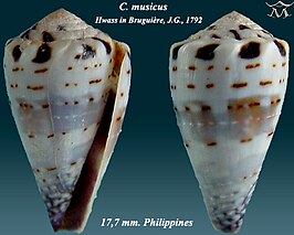 Conus musicus