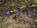 Crocus veluchensis (F)