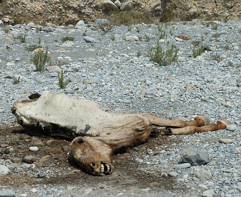 "Dead Horse in Riverbed" by Ianaré Sévi