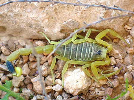 Leiurus quinquestriatus