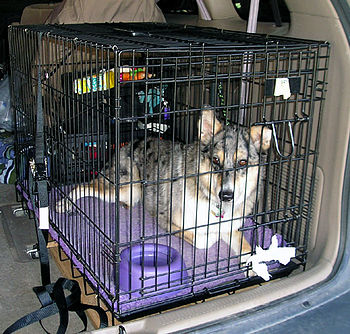 English: dog in a wire crate strapped into a c...