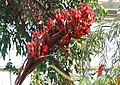 Doryanthes palmeri (flores).