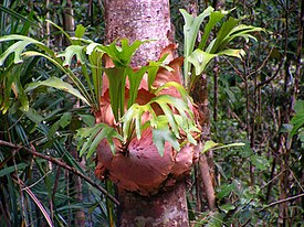 Platycerium bifurcatum