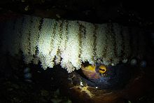 Самка осьминога под свисающими нитками яиц