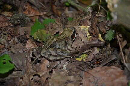 Frosch, von rechts *