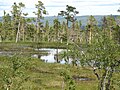 Fulufjället swamp.jpg