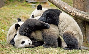 Pandas!! (GIANT PANDA/WOLONG/SICHUAN/CHINA)