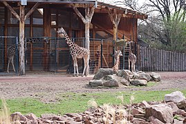 Giraffe ZooMagdeburg.jpg