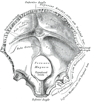 Os occipitale