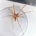 riesige Spinne 13mm