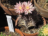 Gymnocalycium mihanovichii nở hoa