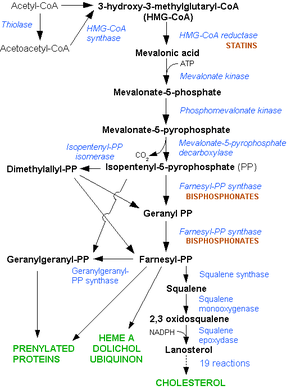 The HMG-CoA reductase pathway, which is blocke...