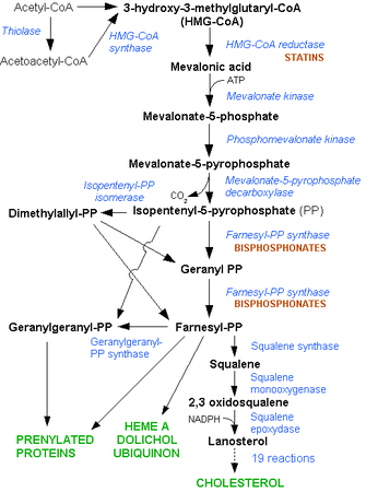 Steroid hormones synthesis pathway