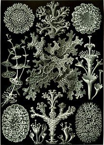 "Likenoj" el (Haeckel)