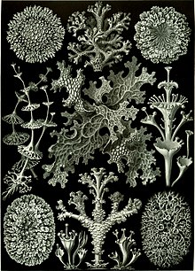 Planche d'Ernst Haeckel représentant des lichens.