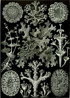 83. Lichenes ; Cladonia