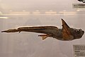 Közönséges macskahal (Chimaera monstrosa)